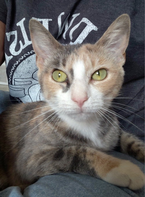 Jasmine, a cat for adoption from Little Orphan's Animal Rescue, Inc.