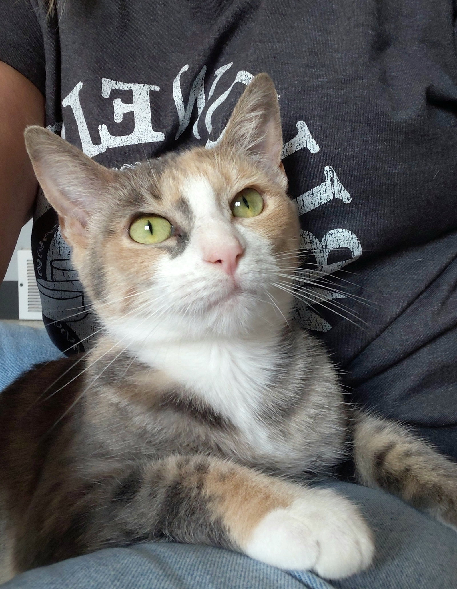 Jasmine, photo 4