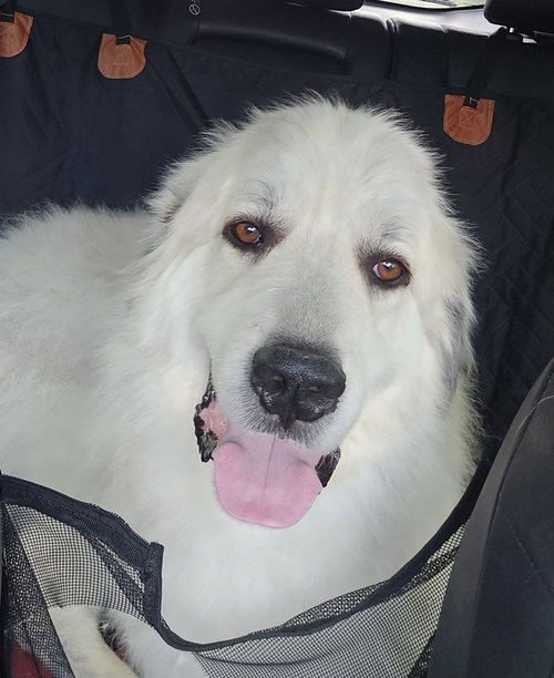 Jasper
