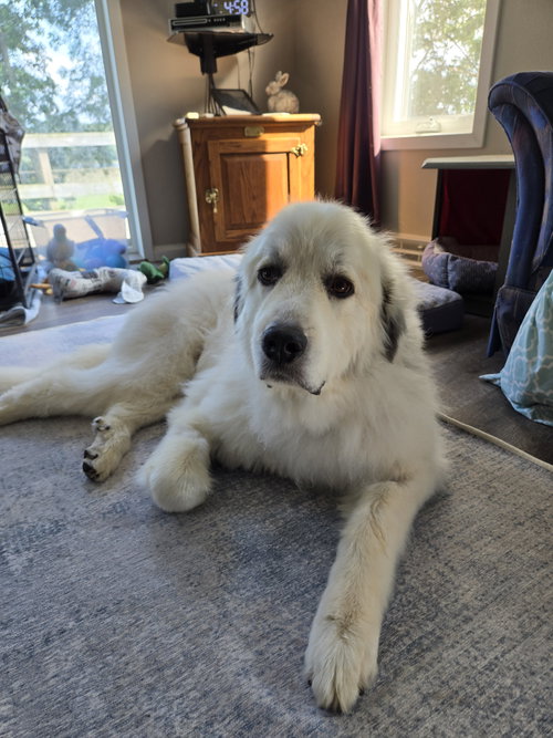 Jasper photo 2