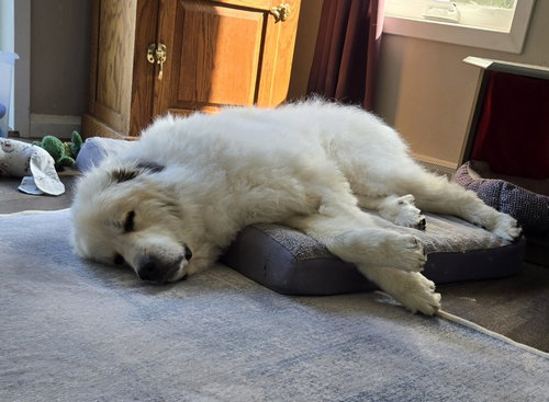 Jasper photo 3