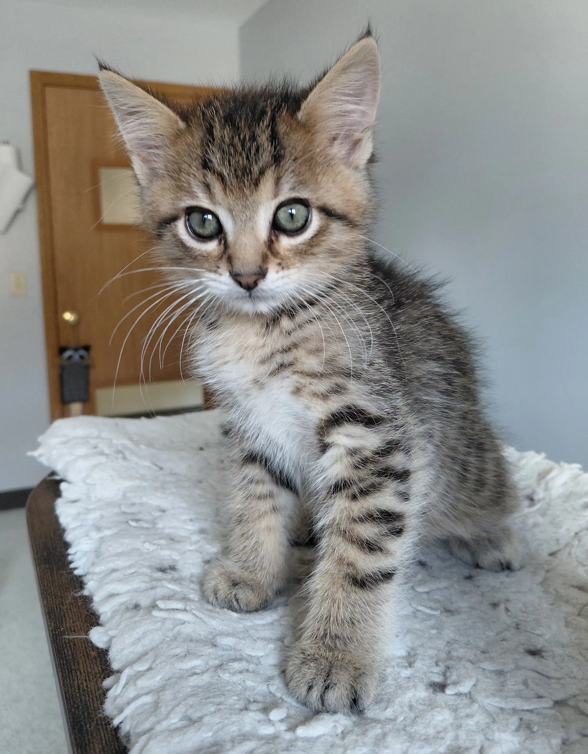 Cyril - Domestic Short Hair