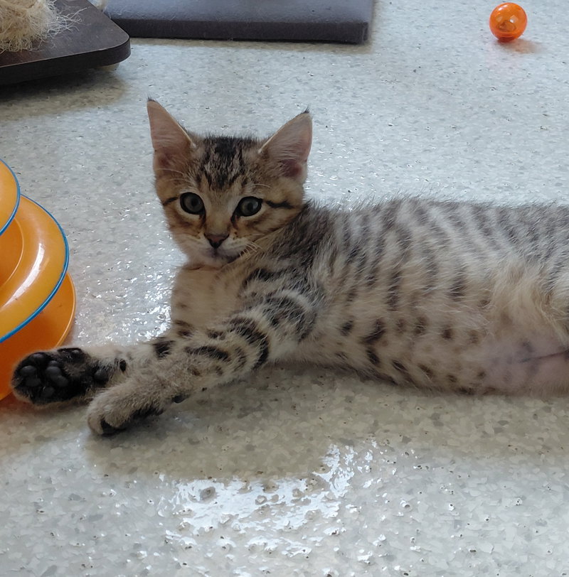 Cyril, photo 5