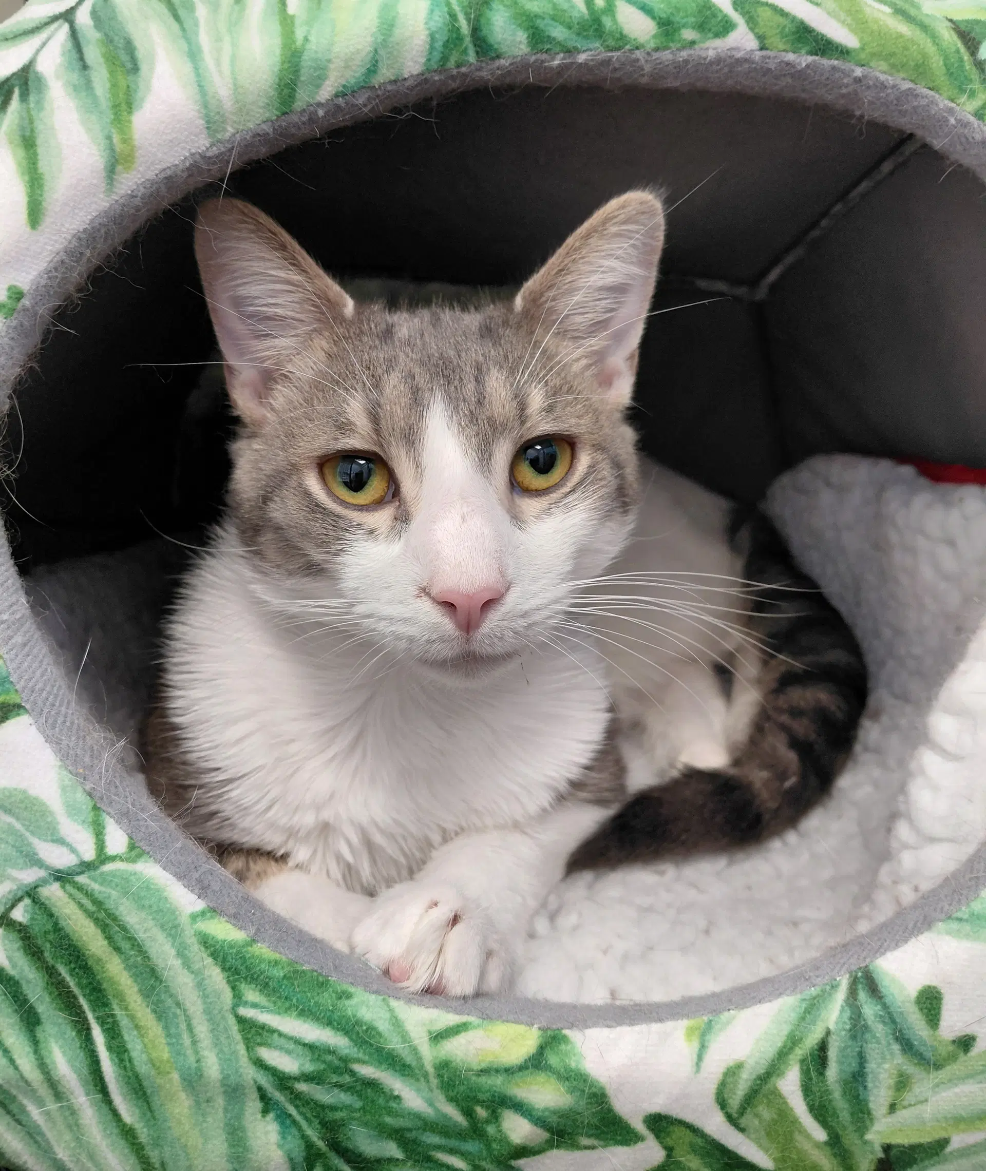 Nico - Domestic Medium Hair
