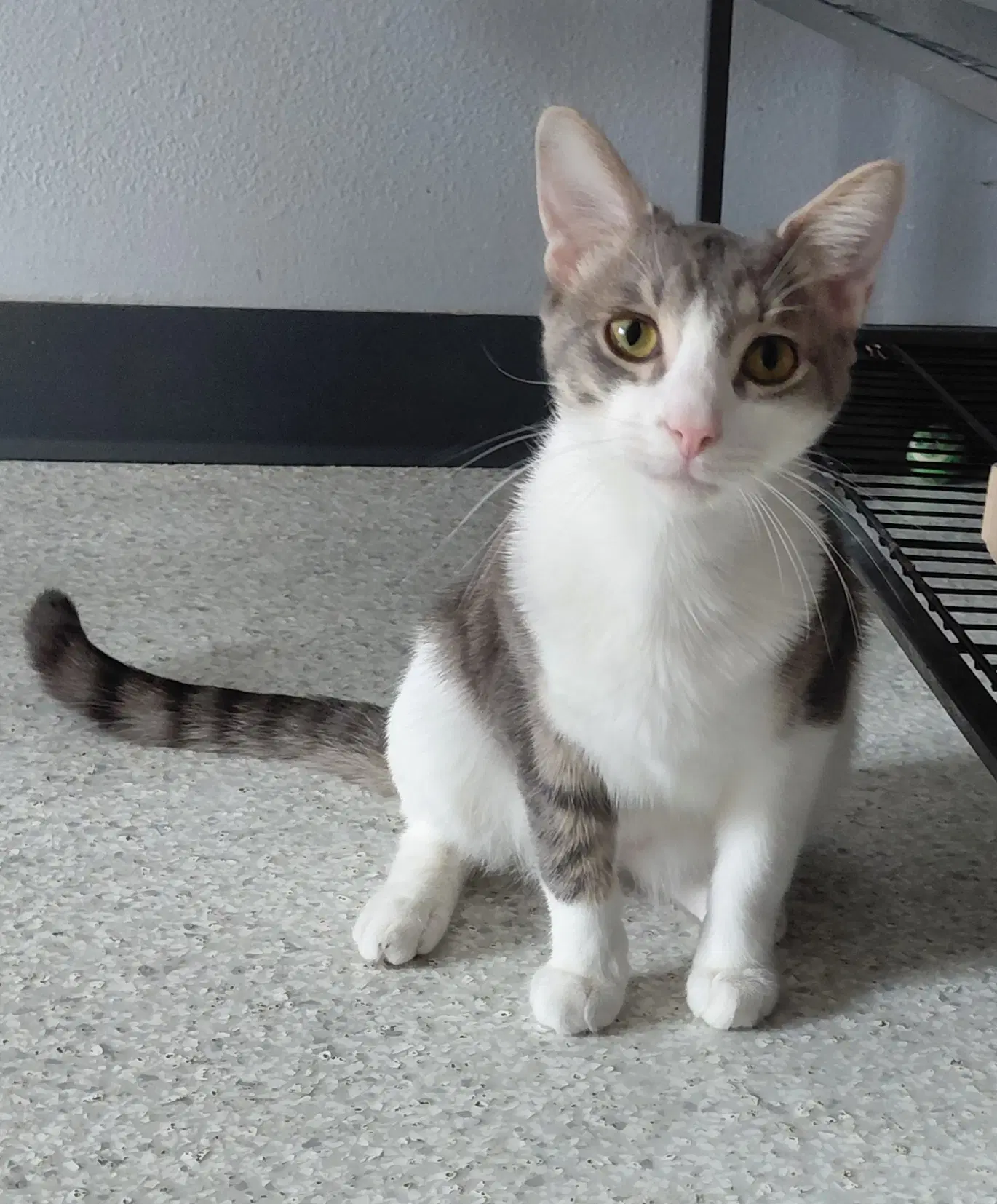 Nico image 2