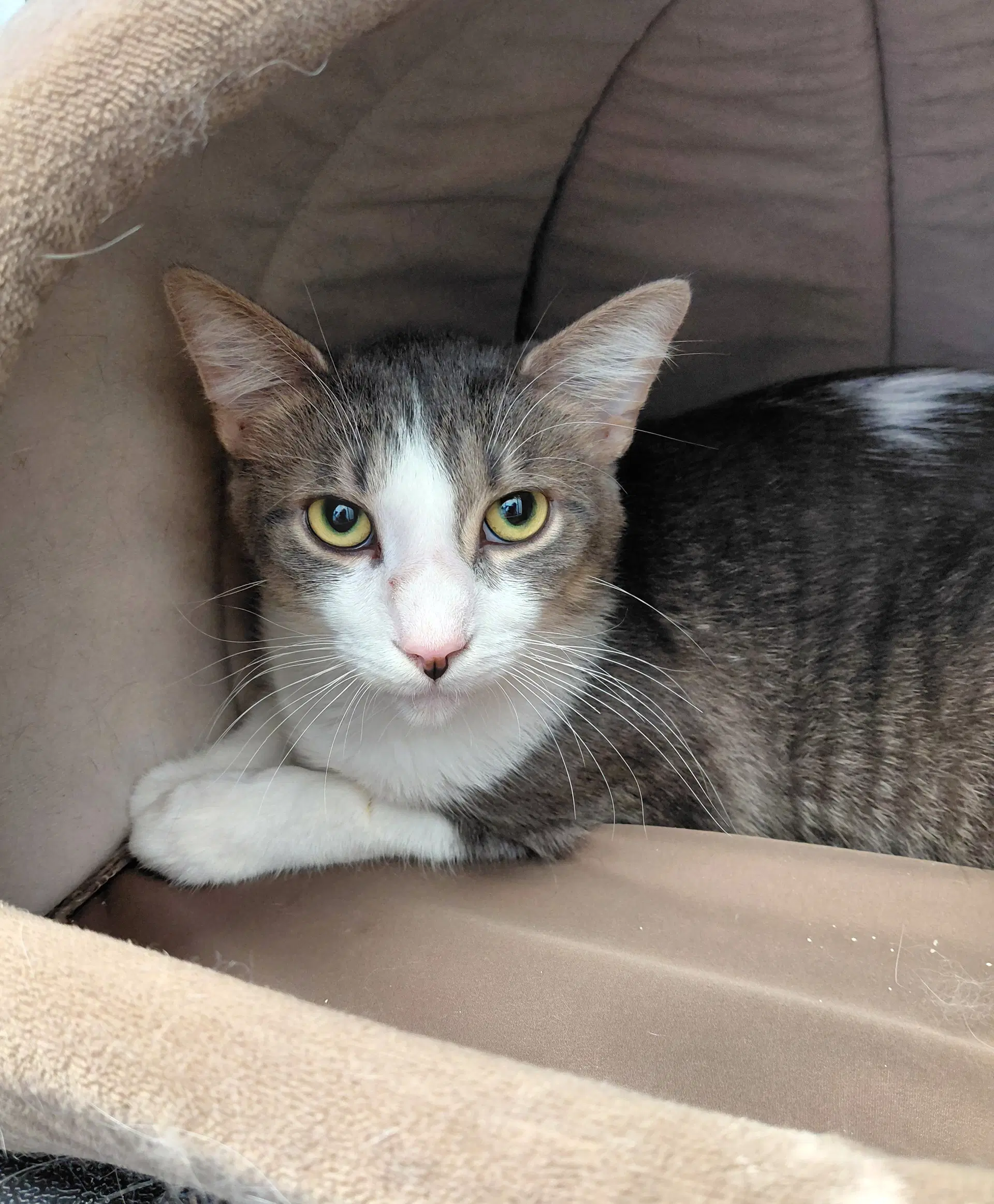Nash - Domestic Medium Hair