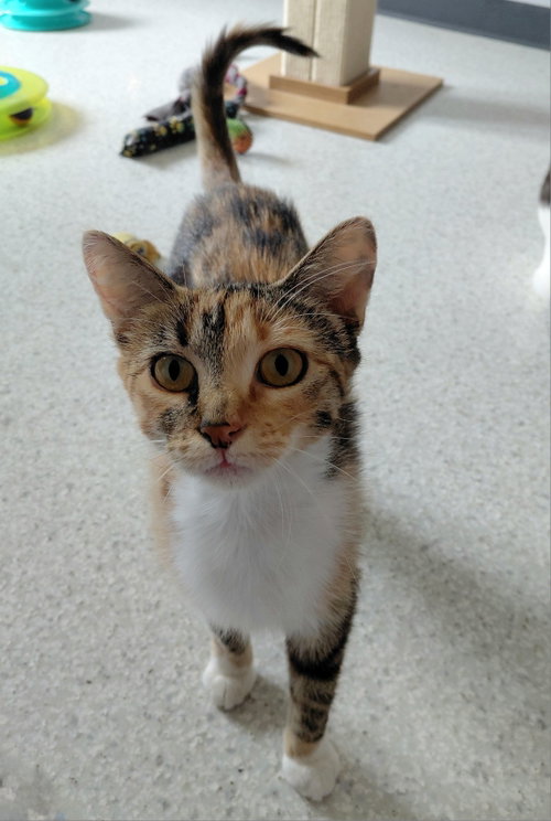 Lottie, a cat for adoption from Little Orphan's Animal Rescue, Inc.