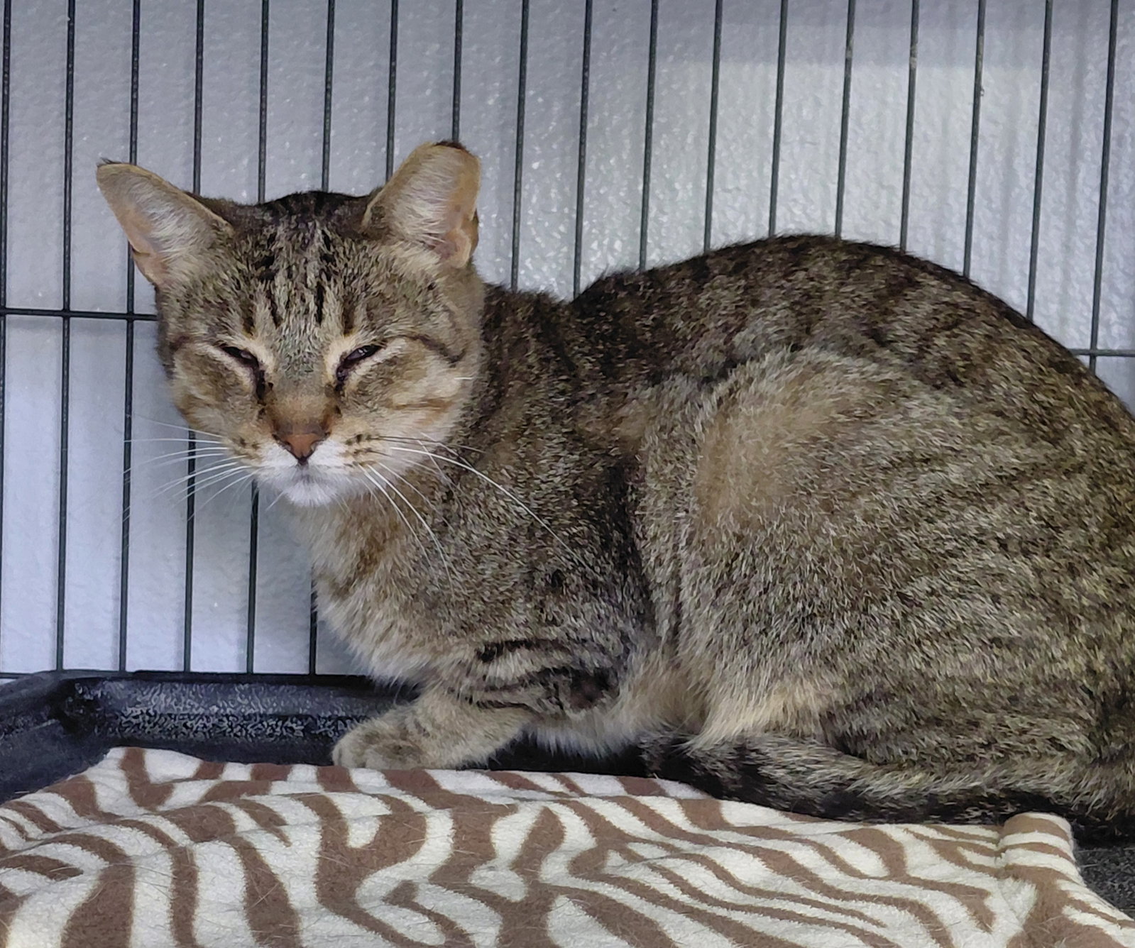 Vern (bonded with Millie), Domestic Short Hair