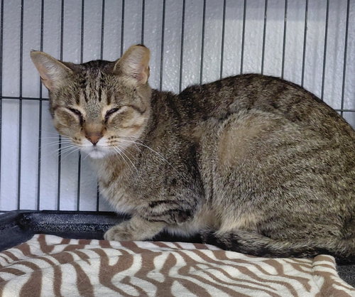Vern (bonded with Millie), a cat for adoption from Little Orphan's Animal Rescue, Inc.