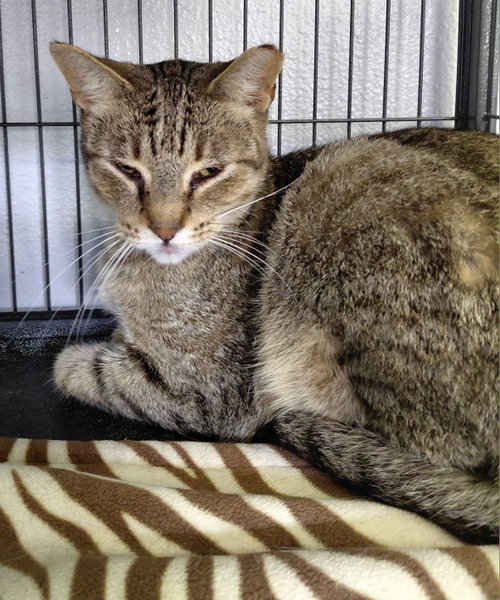 Photo 2 of Vern (bonded with Millie)