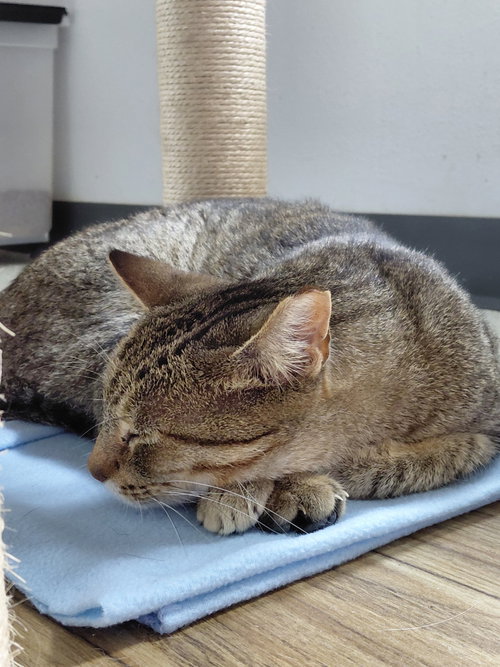Photo 3 of Vern (bonded with Millie)