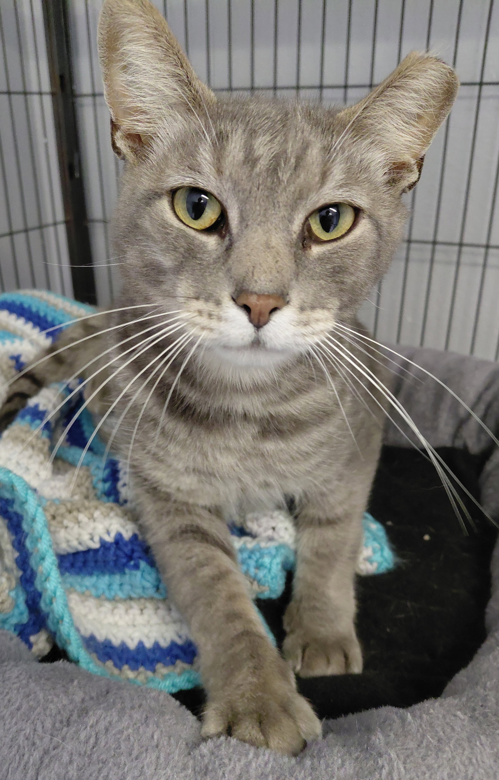 Millie (bonded with Vern), Domestic Short Hair