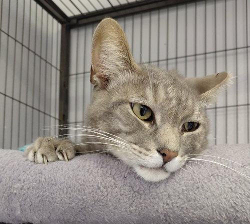 Photo 2 of Millie (bonded with Vern)