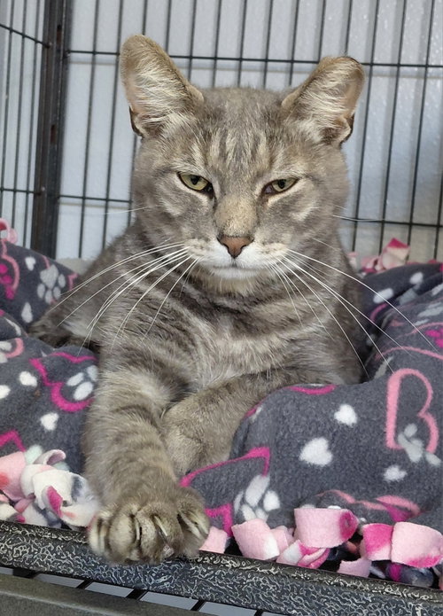 Photo 3 of Millie (bonded with Vern)