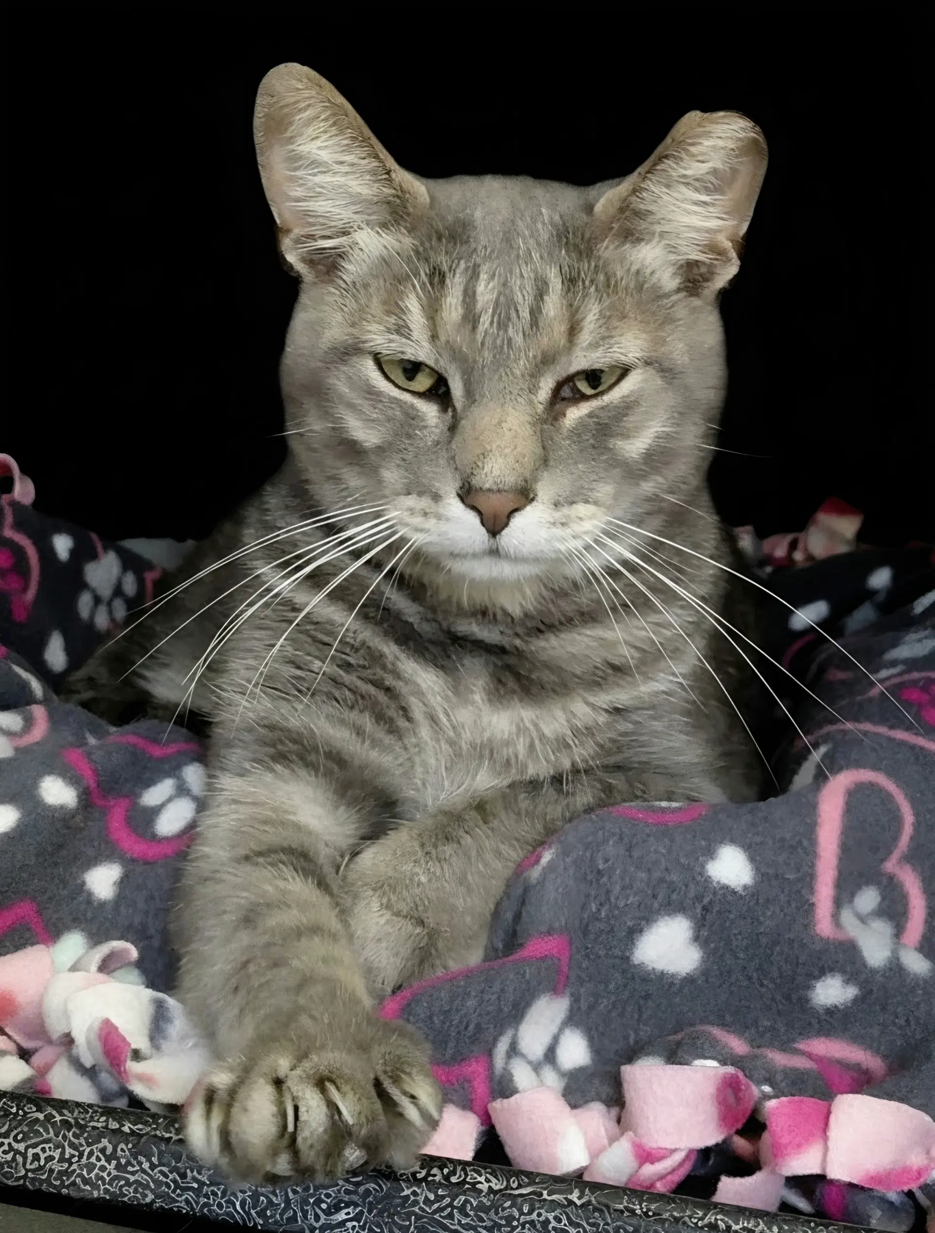Millie Bonded With Vern - Domestic Short Hair