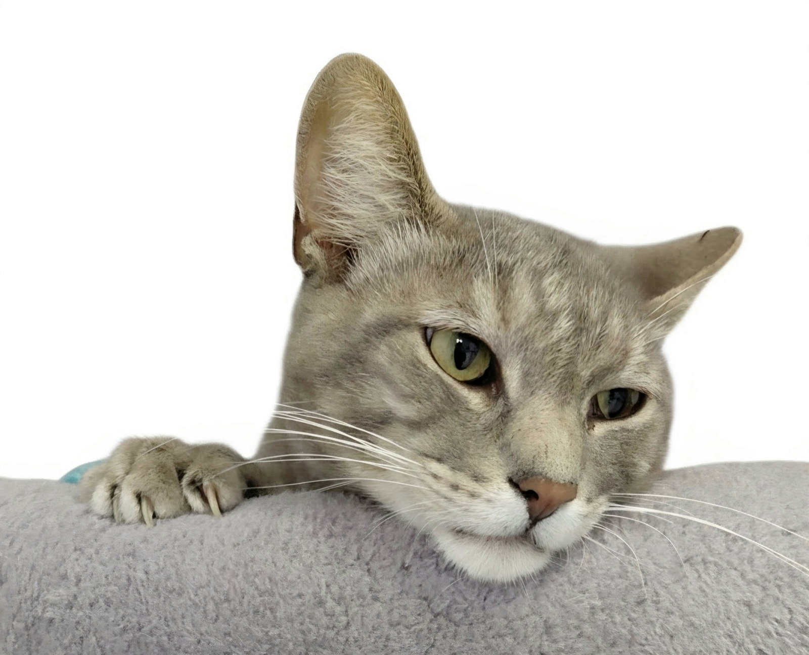 Millie (bonded with Vern), photo 2