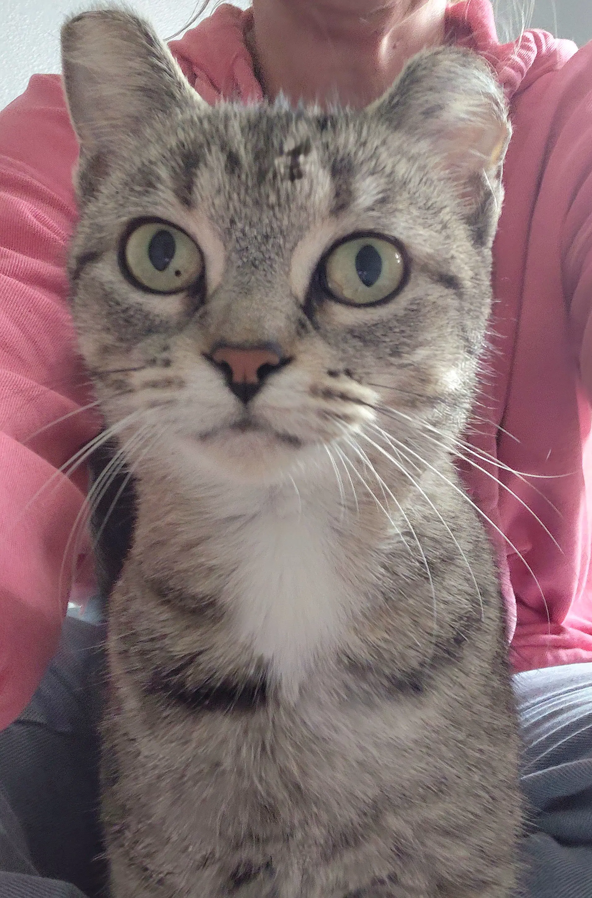 Elsa - Domestic Short Hair