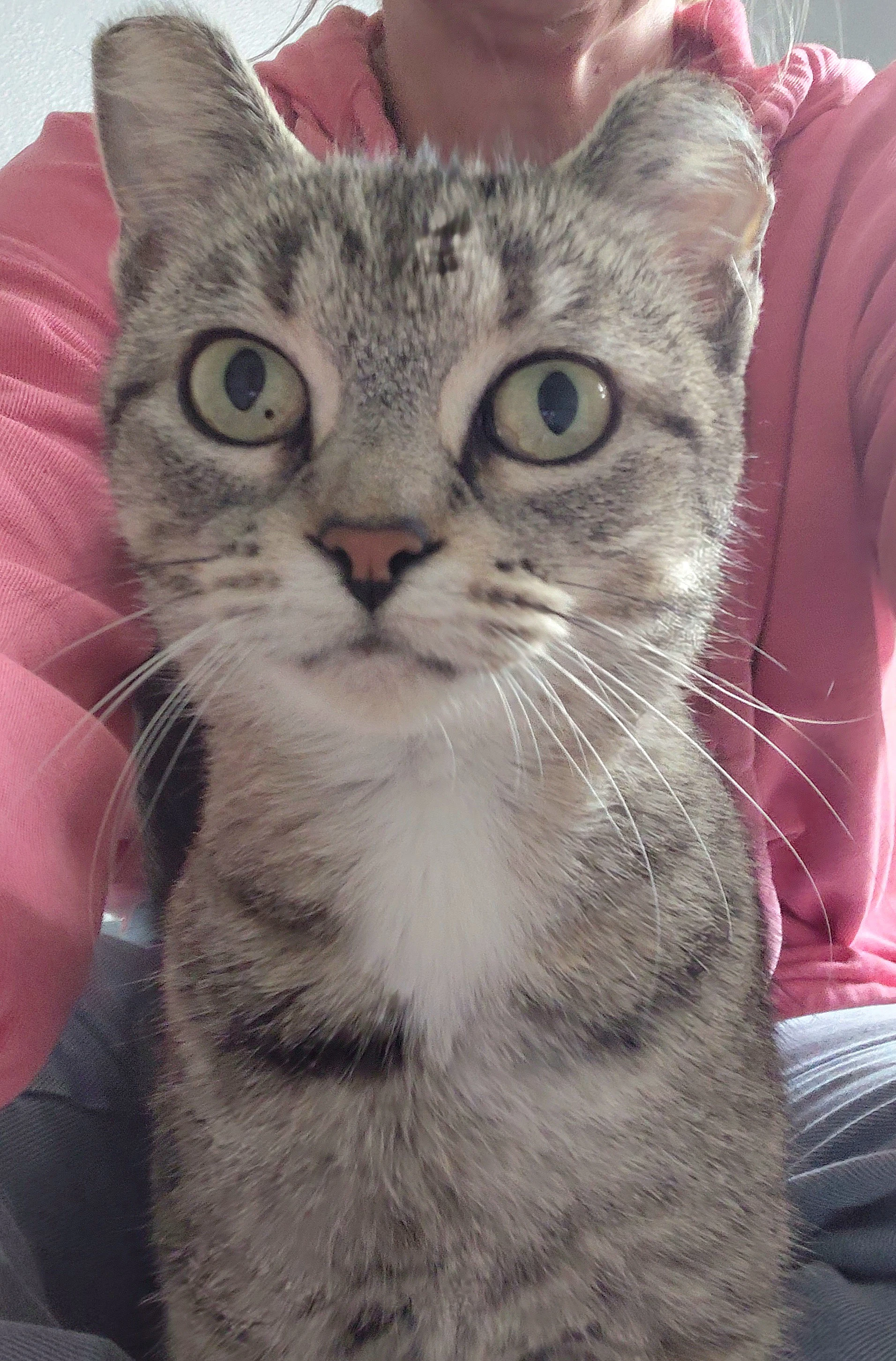 Elsa