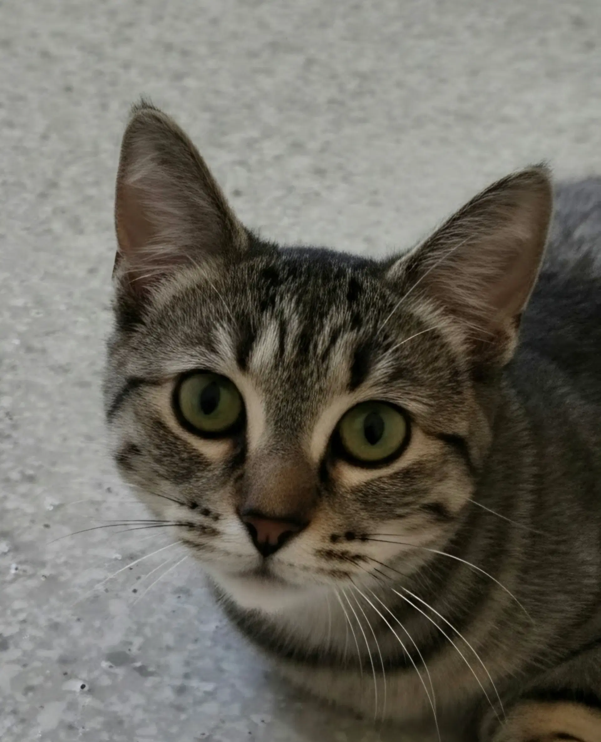 Samantha - Domestic Short Hair