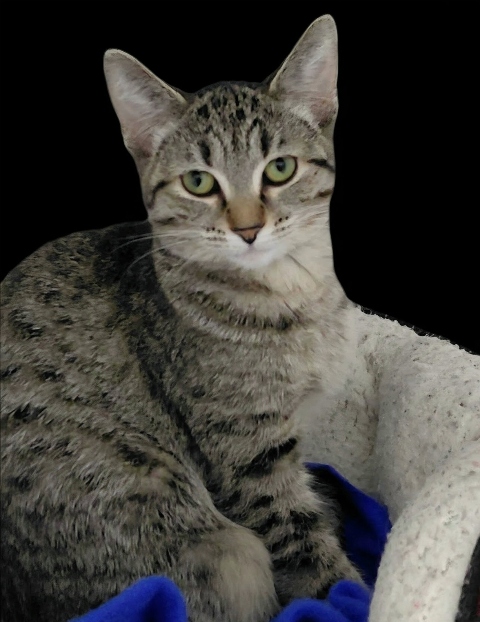 Samantha @ The Cat's Brew, photo 6