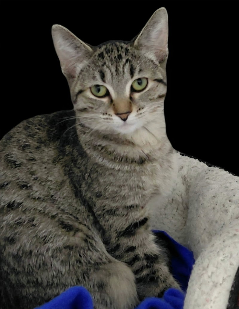 Samantha, photo 6