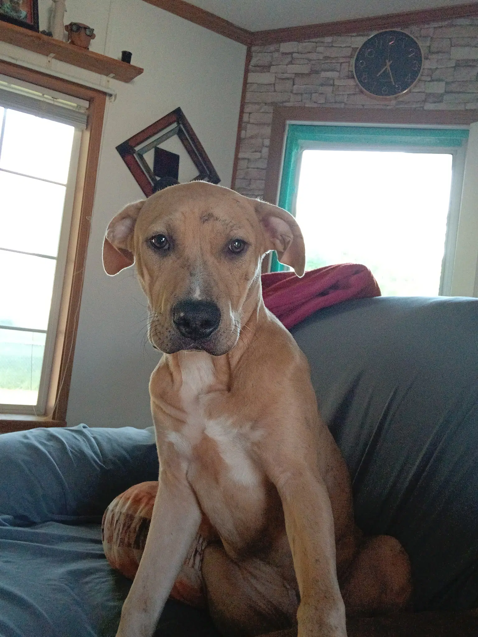 Cooper - Labrador Retriever