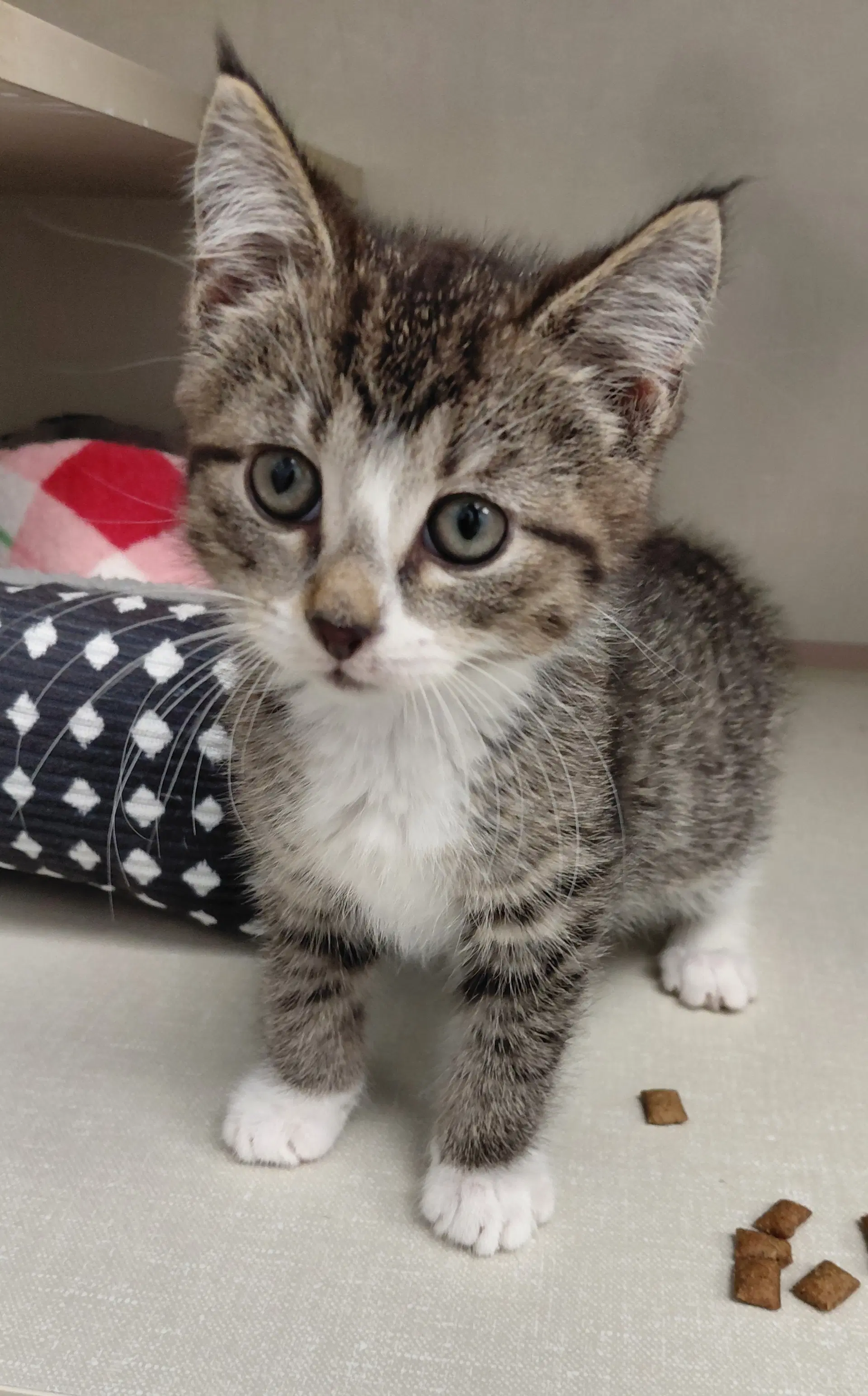 Cora - Domestic Medium Hair