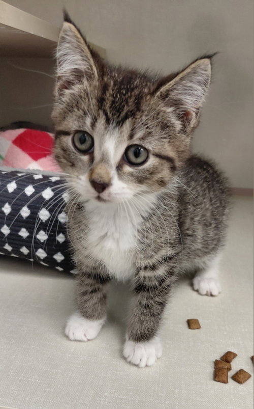 Cora, a cat for adoption from Little Orphan's Animal Rescue, Inc.