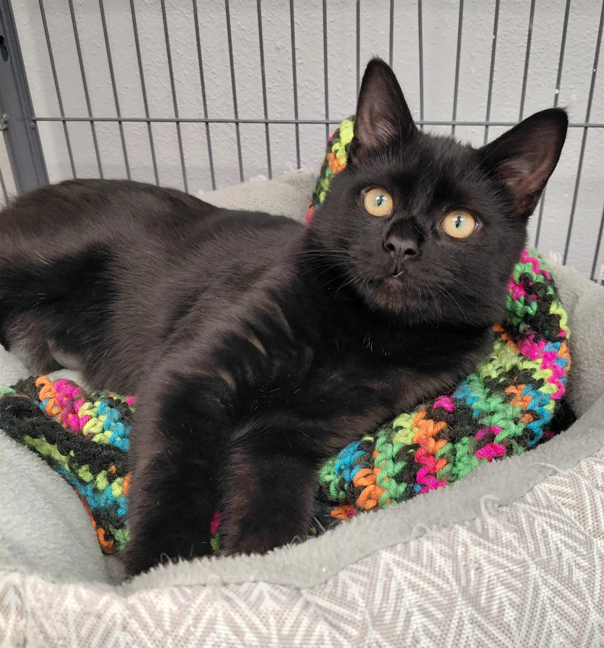 Clyde - Domestic Short Hair