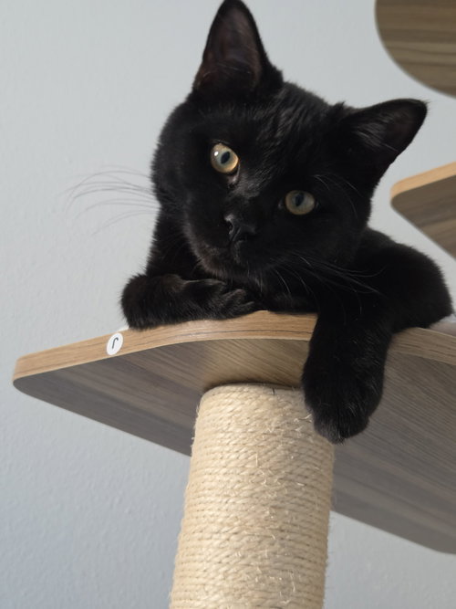 Clyde, a cat for adoption from Little Orphan's Animal Rescue, Inc.