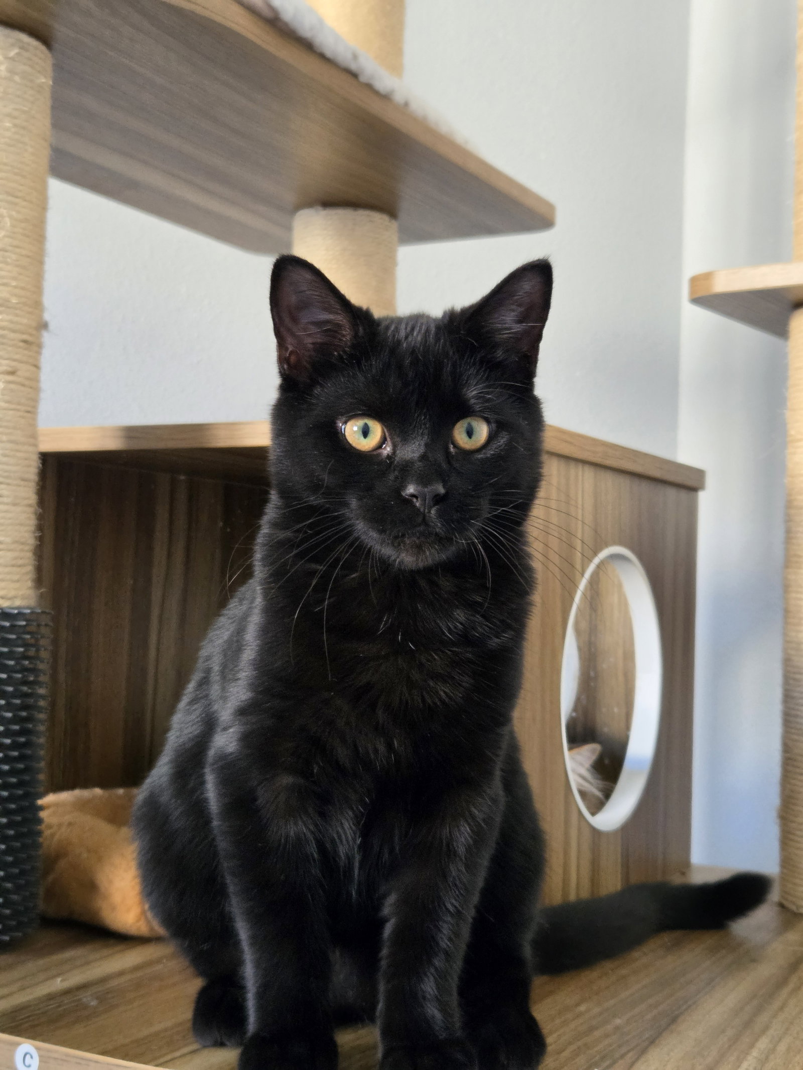 Clyde @ The Cat's Brew, photo 3