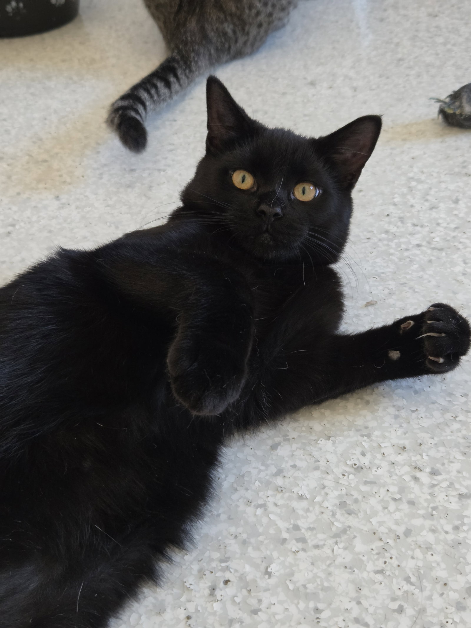 Clyde @ The Cat's Brew, photo 7