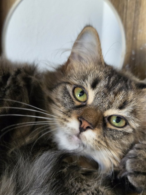 Rue, a cat for adoption from Little Orphan's Animal Rescue, Inc.
