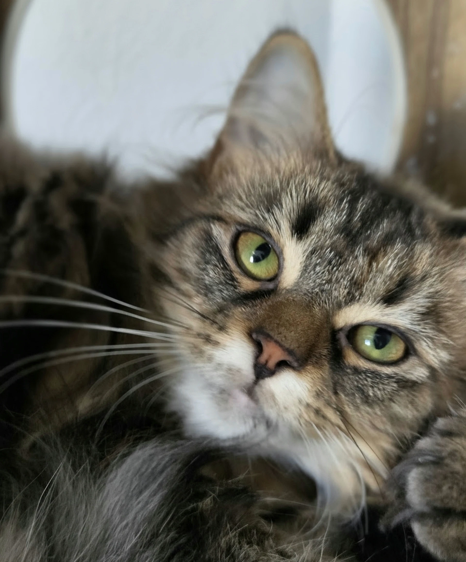 Rue  The Cat's Brew