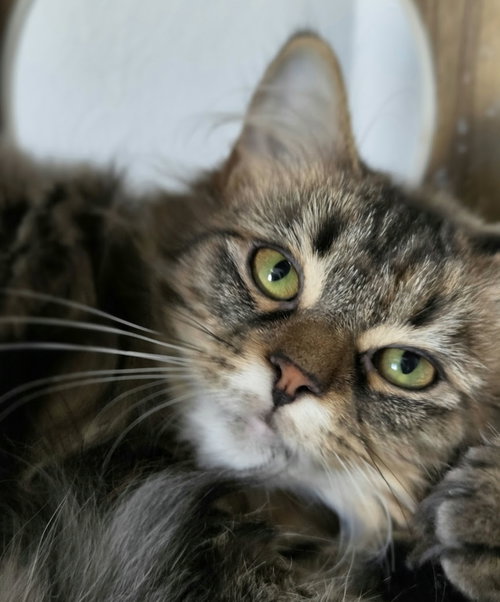 Rue @ The Cat's Brew, a cat for adoption from Little Orphan's Animal Rescue, Inc.