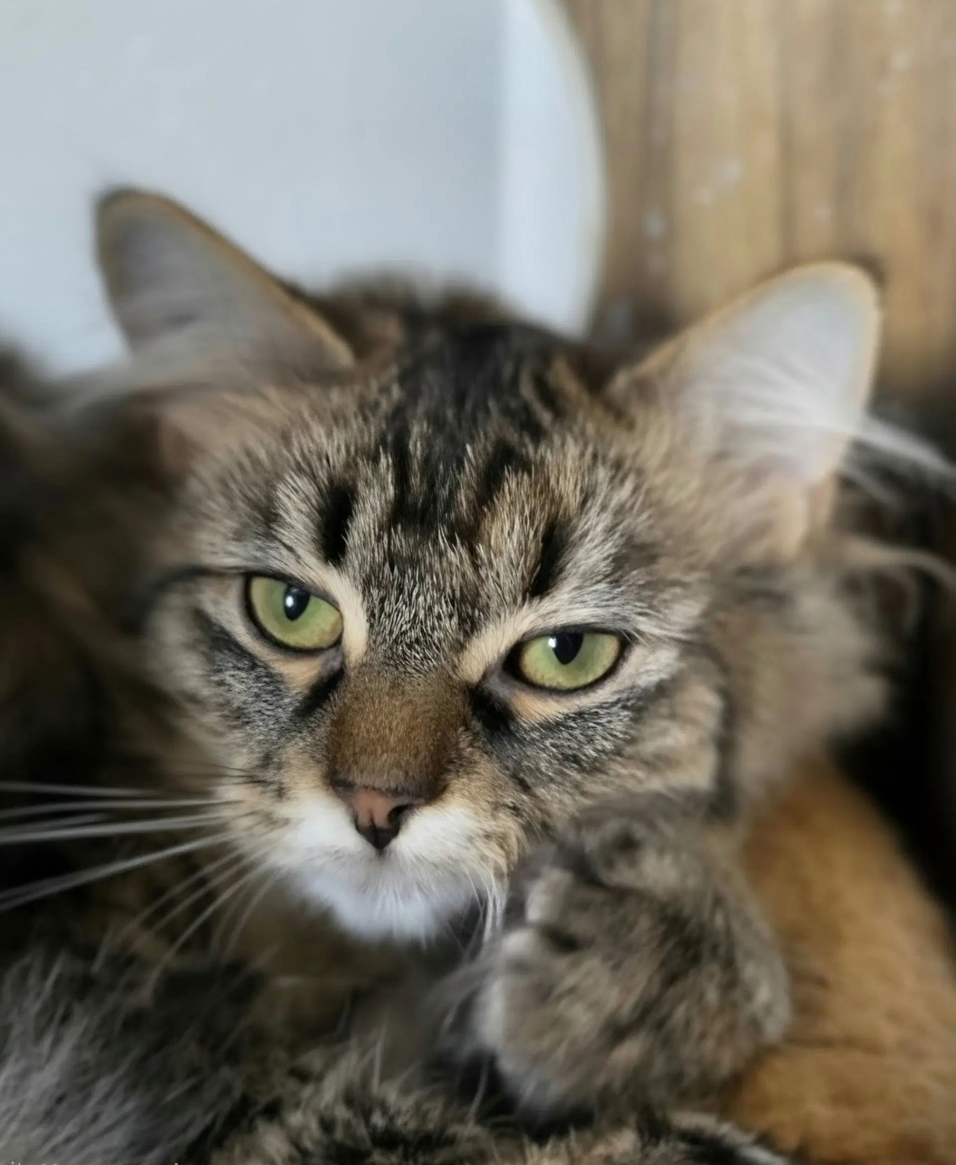Rue  The Cat's Brew image 2