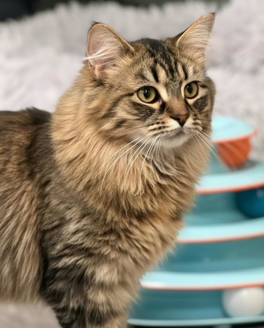 Rue @ The Cat's Brew, photo 3