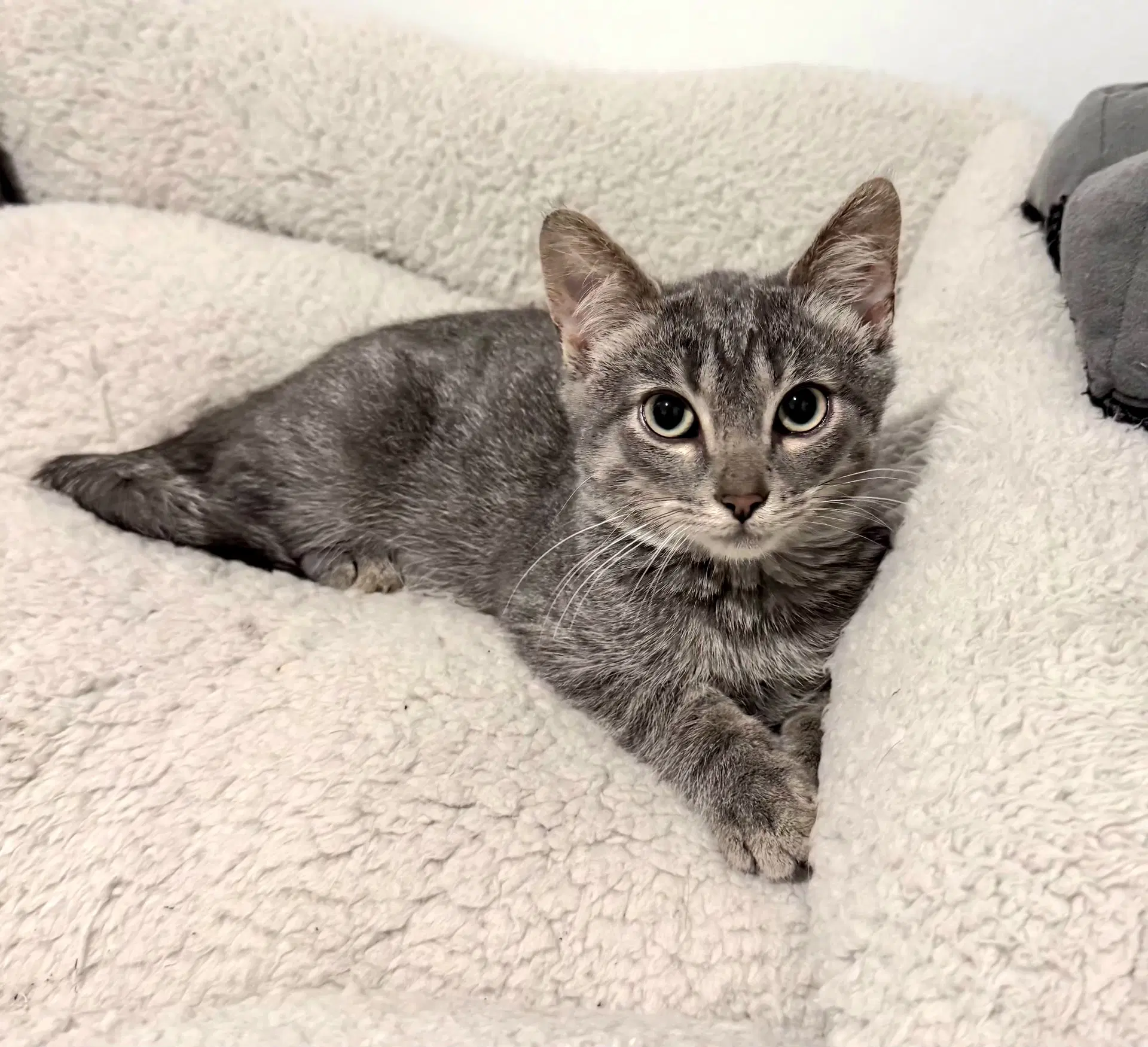 Subie - Domestic Short Hair