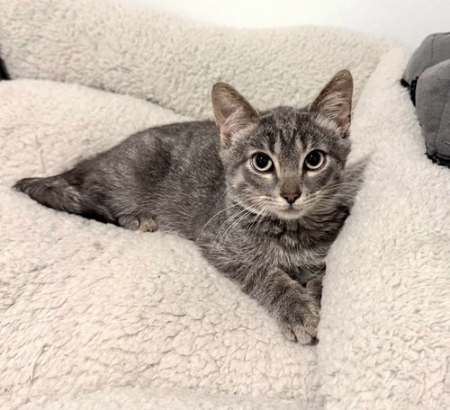 Subie, a cat for adoption from Little Orphan's Animal Rescue, Inc.