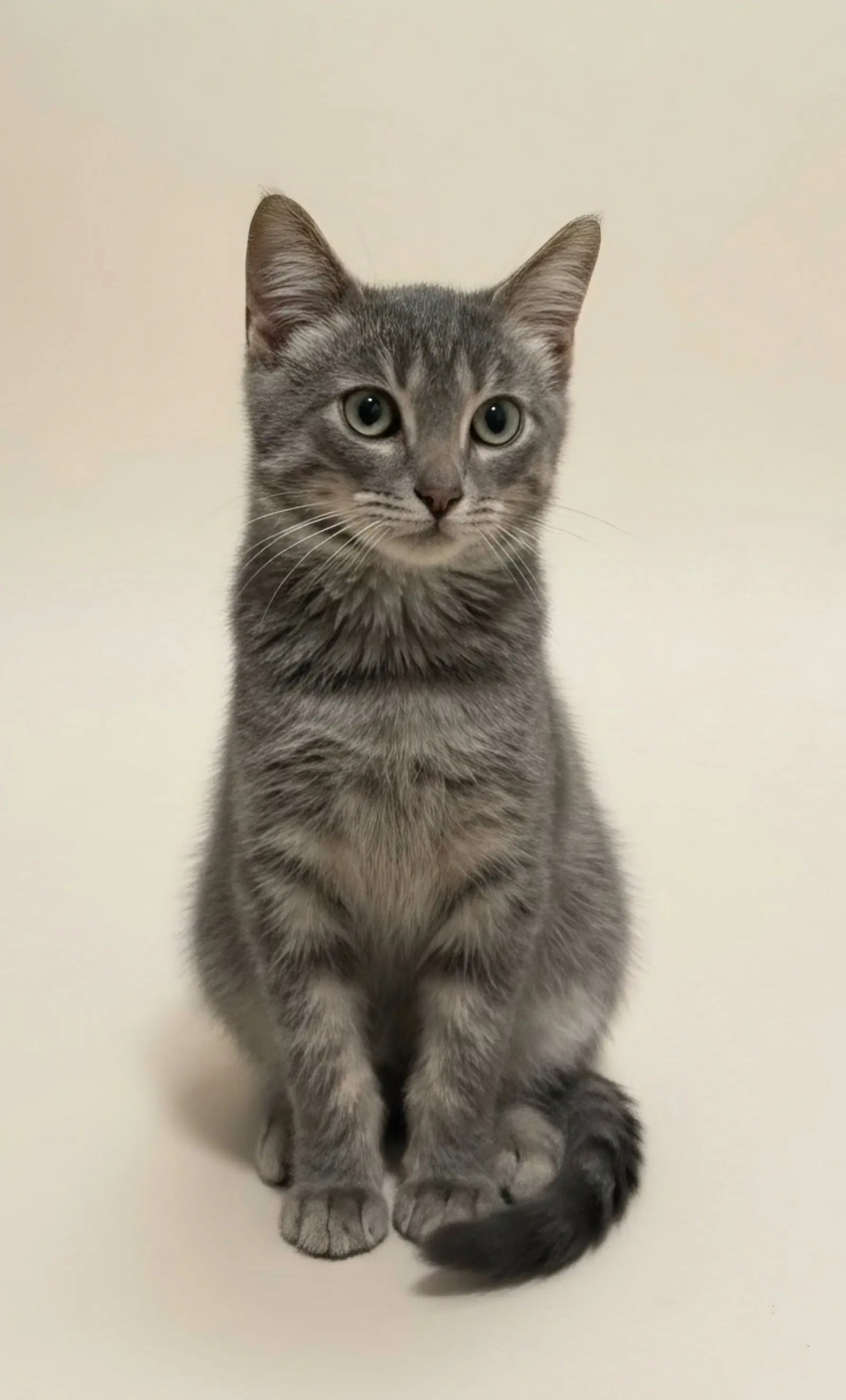 Subie - Domestic Short Hair