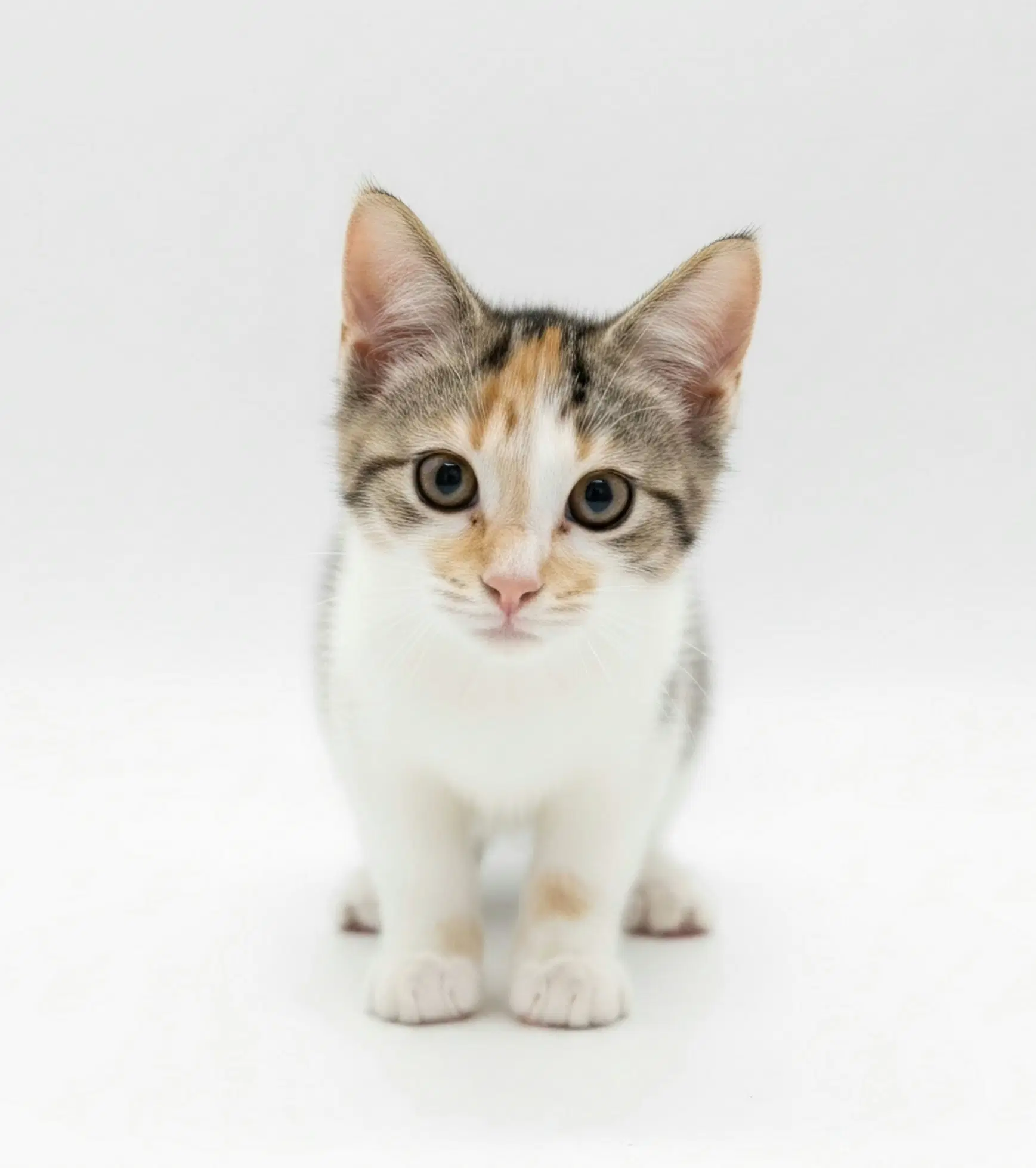 Nellie - Domestic Short Hair