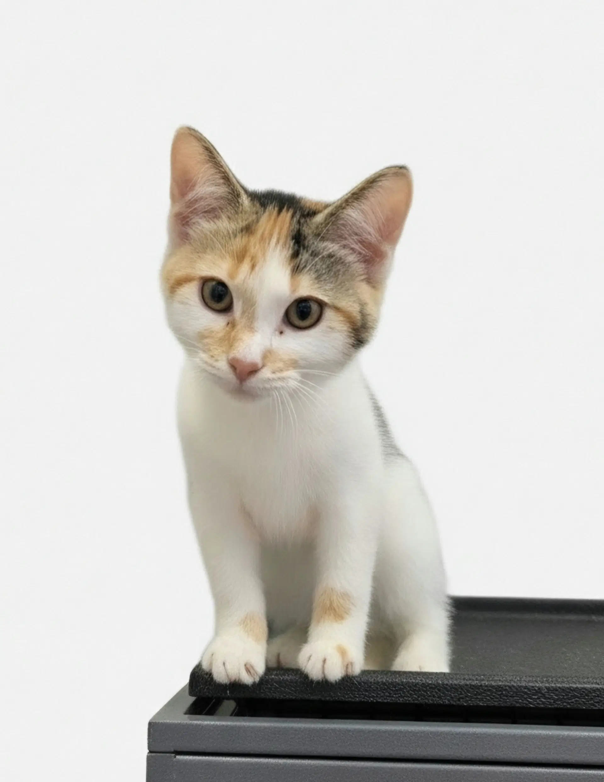 Nellie image 2