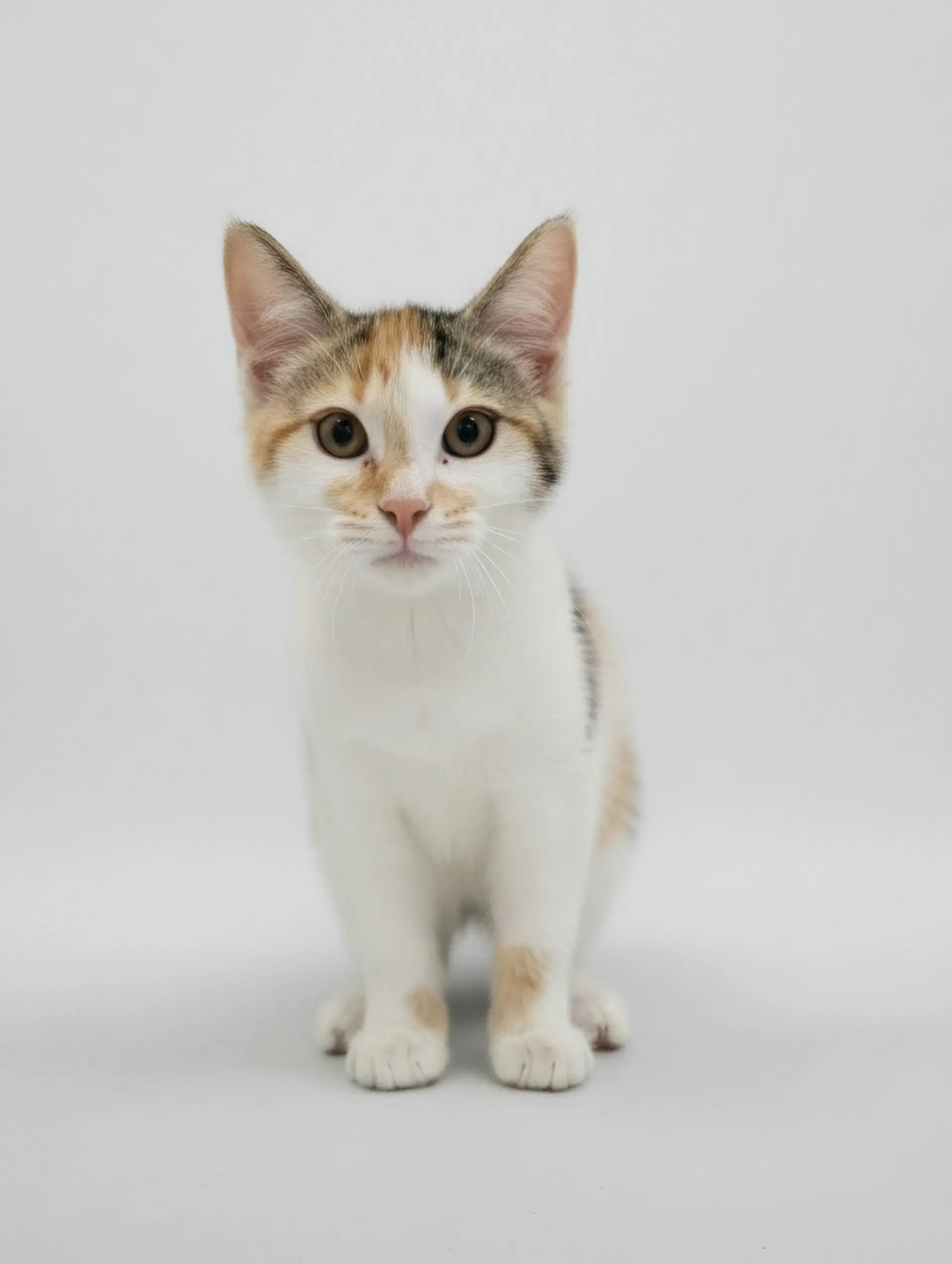 Nellie image 2