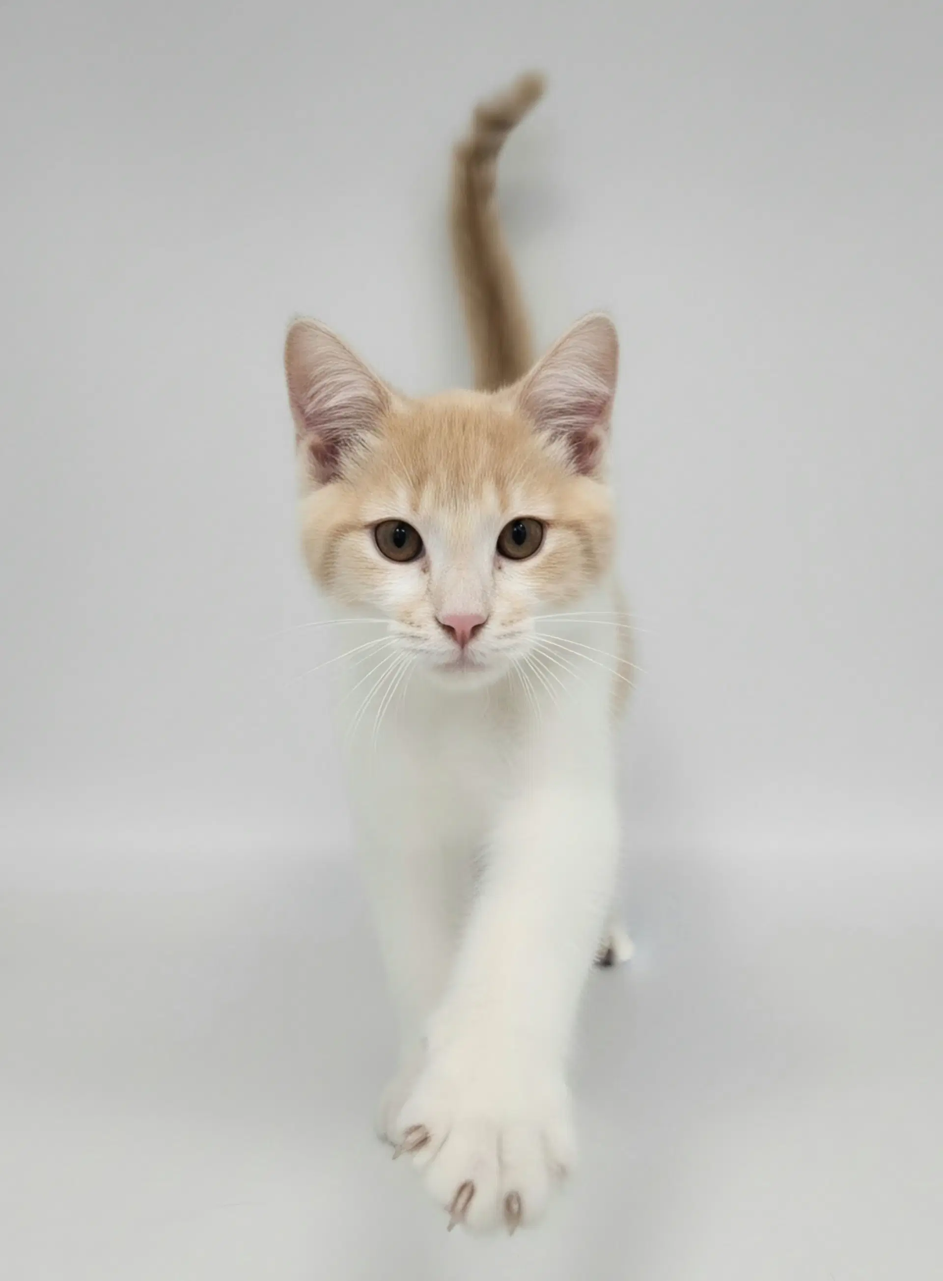Greta - Domestic Medium Hair