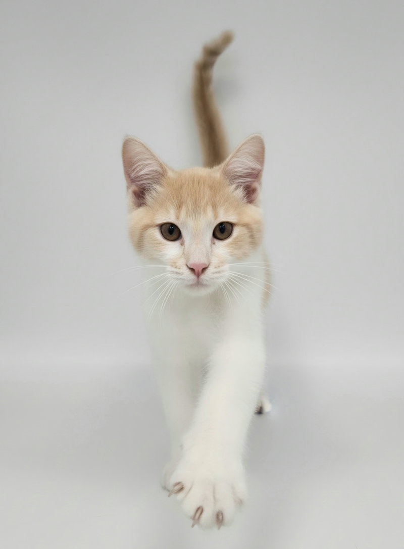Greta, a young female cat up for adoption