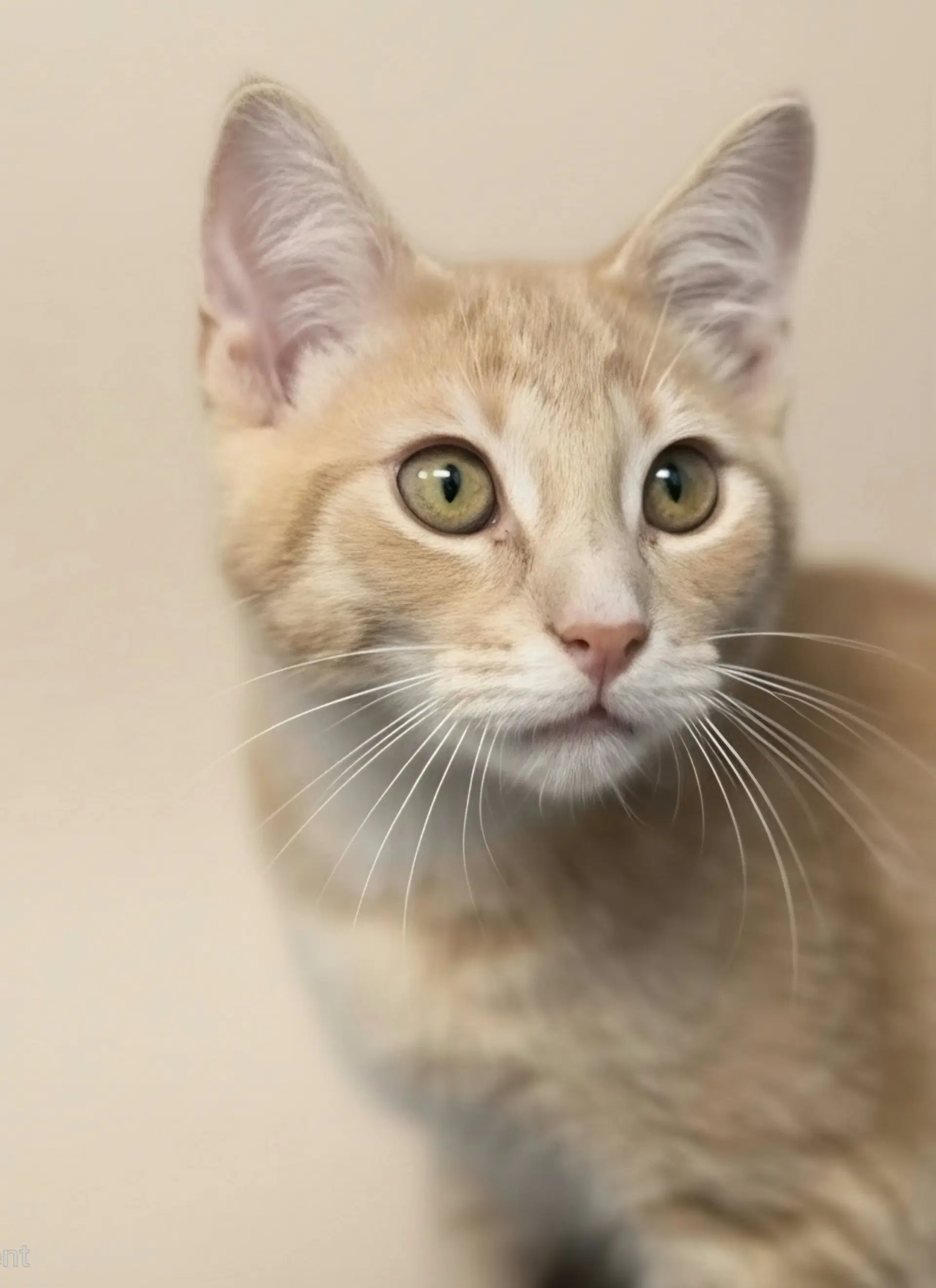 Murray - Domestic Short Hair