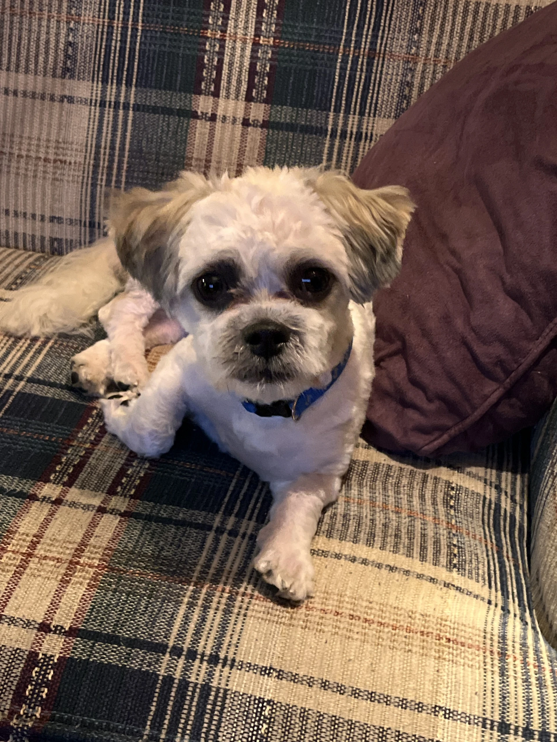 Pepper