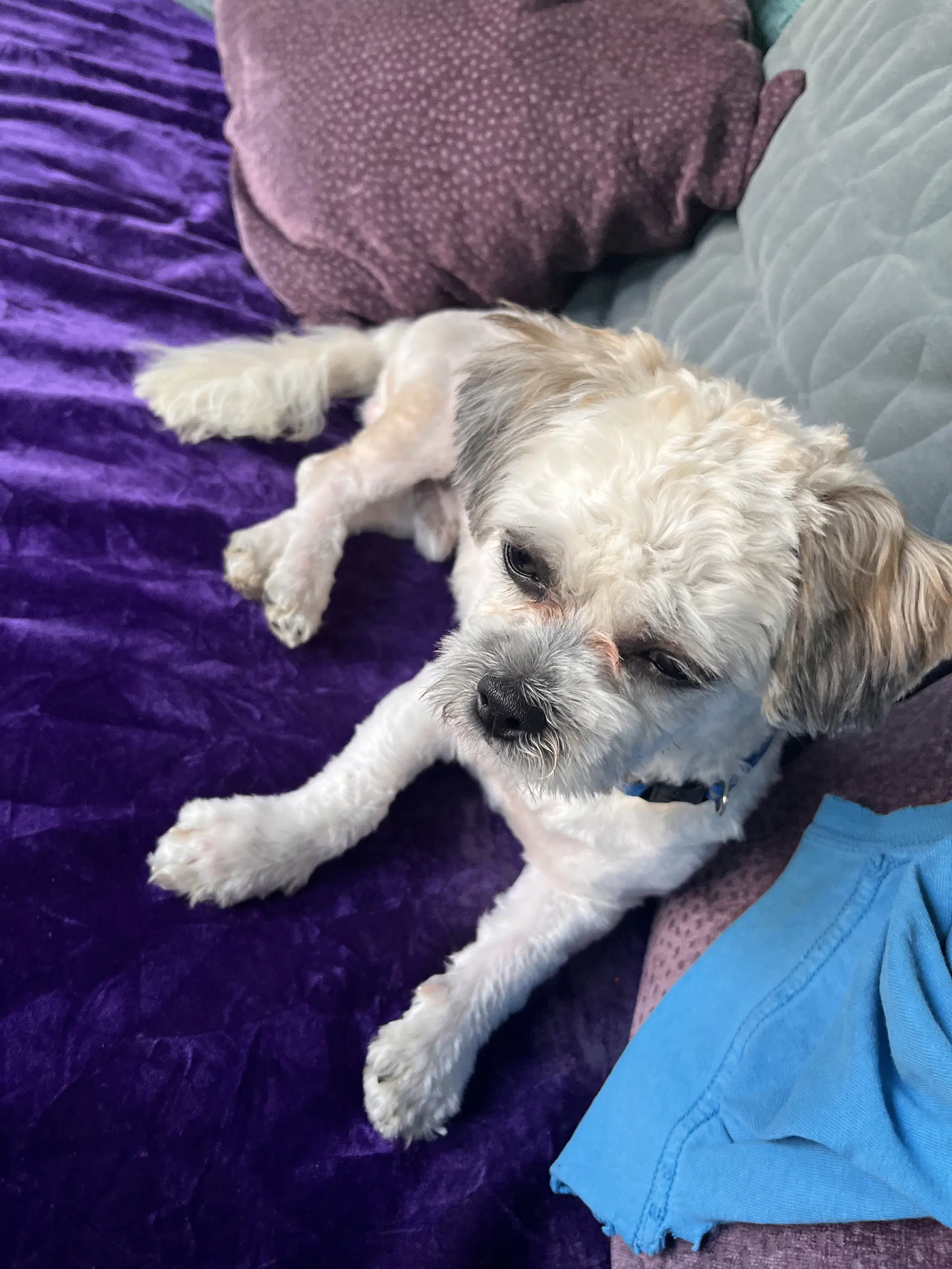 Pepper image 2