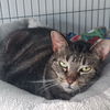 adoptable Cat in Montello, WI named Carla