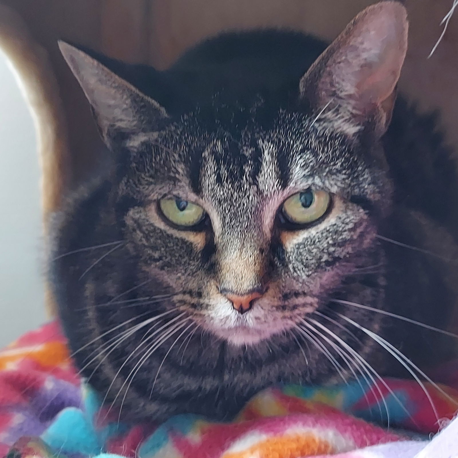 adoptable Cat in Montello, WI named Carla (fka Mercedes)